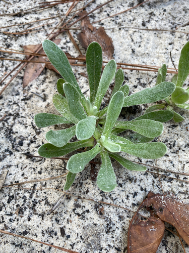 Chrysopsis floridana, photograph 2
