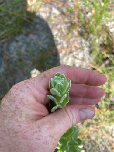 Chrysopsis floridana, photograph 6