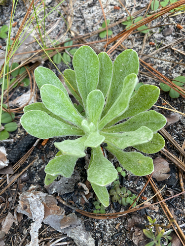Chrysopsis floridana, photograph 4