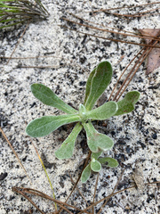 Chrysopsis floridana, photograph author not stated, no rights reserved