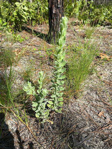 Chrysopsis floridana, photograph 5