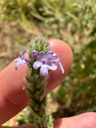 Verbena lasiostachys, photograph 3