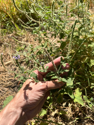 Verbena lasiostachys, photograph 4