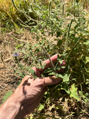 Verbena lasiostachys, photograph (c) Peter Quakenbush, some rights reserved (CC BY)
