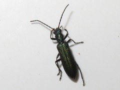 Ischnomera cinerascens