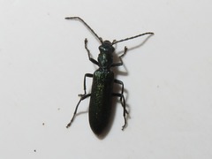 Ischnomera cinerascens