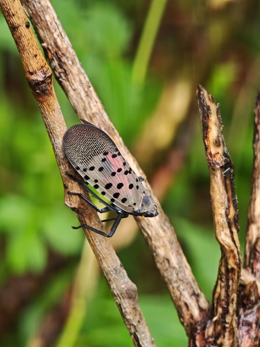 Spotted Lanternfly