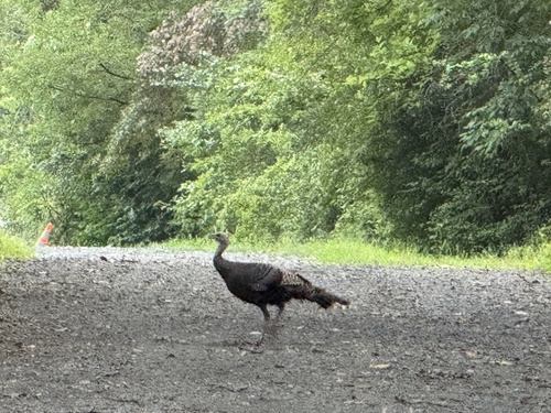 Wild Turkey observed by arthrt
