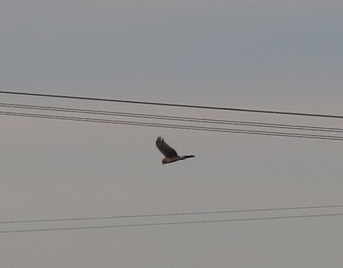 Northern Harrier observed by cmmackinnon