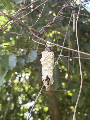 Argentine Bagworm