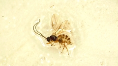 Opiinae