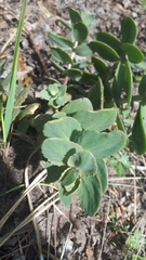 Hylotelephium maximum ruprechtii