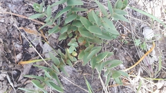 Hylotelephium maximum ruprechtii