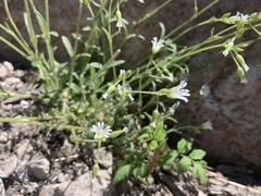 Cerastium texanum