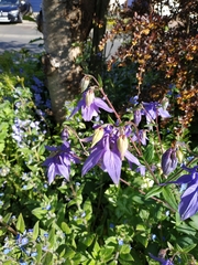 Aquilegia vulgaris