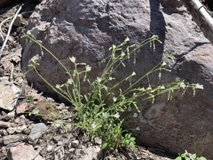 Cerastium texanum