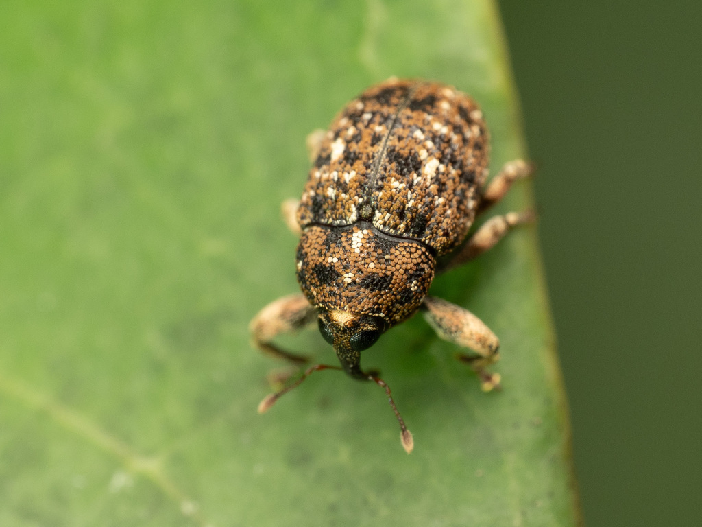 Sybulus