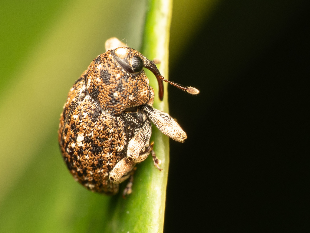 Sybulus yorkensis