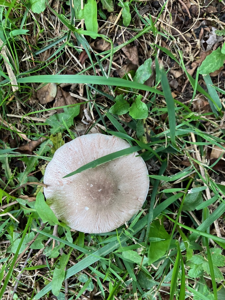 Eastern American Platterful Mushroom · August 2026 · photo: Photo: (c) toad-wife, some rights reserved (CC BY) · iNaturalist
