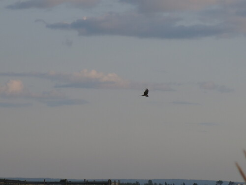 Northern Harrier observed by cmmackinnon