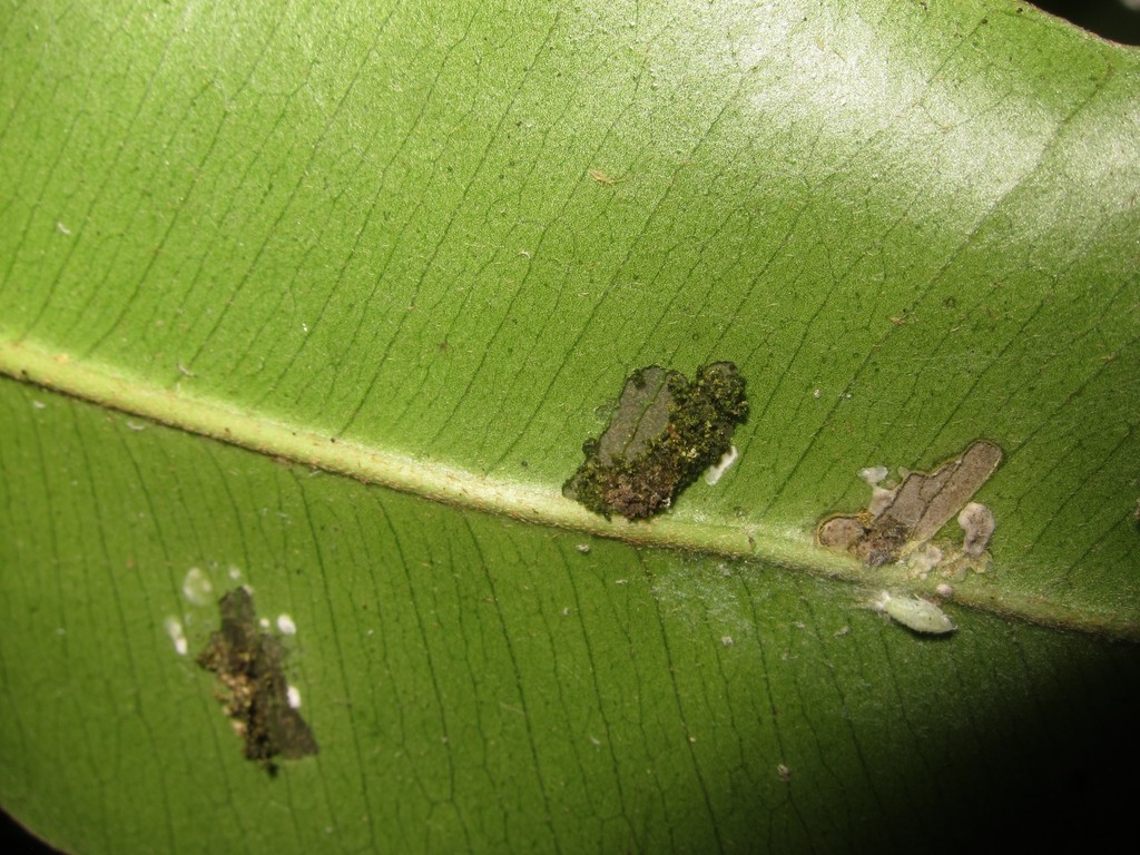 Hyposmocoma sideroxyloni