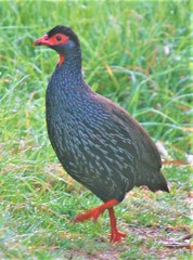 Pternistis afer castaneiventer