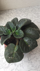 Streptocarpus ionanthus