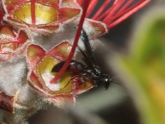 Nesodynerus rubropustulatus