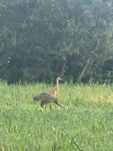 Sandhill Crane observed by edevincent