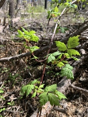 Acer glabrum