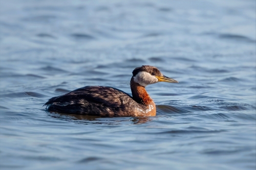 Somormujo cuellirrojo (Podiceps grisegena)