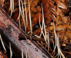 Pterulicium gracile