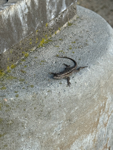 Western Fence Lizard observed by buglover15