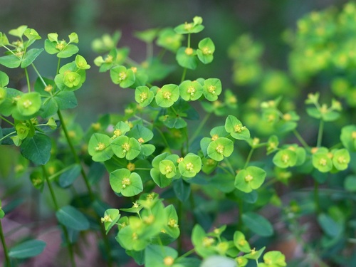 Euphorbia angulata
