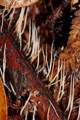 Pterulicium gracile
