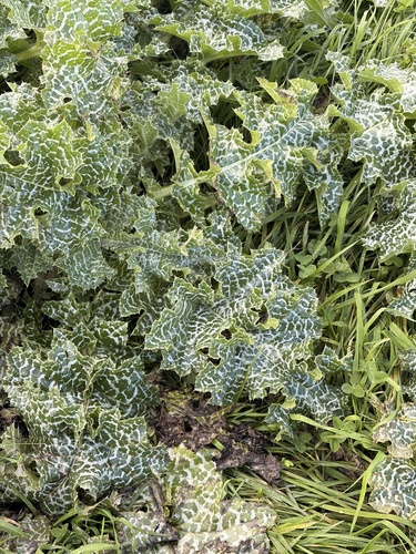 milk thistle