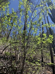 Acer glabrum