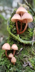 Mycena parsonsii