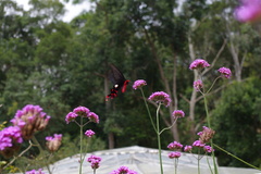 Byasa polyeuctes