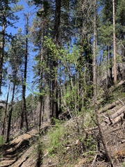 Acer glabrum