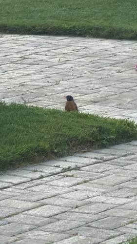 American Robin observed by opaxonfire
