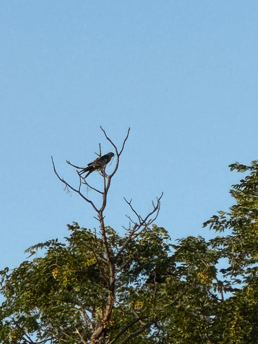 Mississippi Kite observed by lbarney