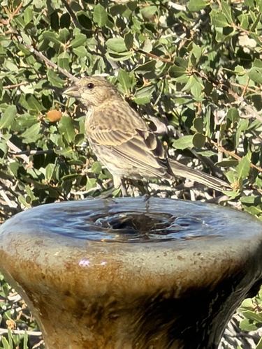 House Finch observed by dalemeister