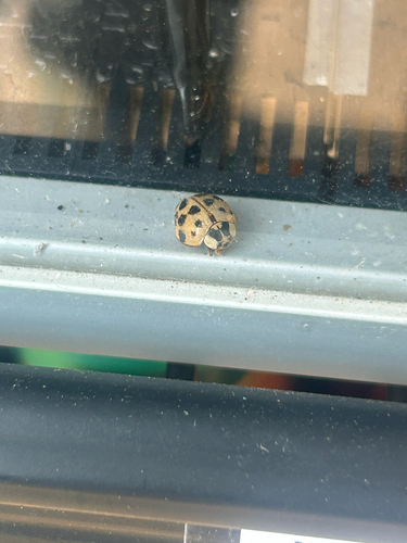Asian Lady Beetle