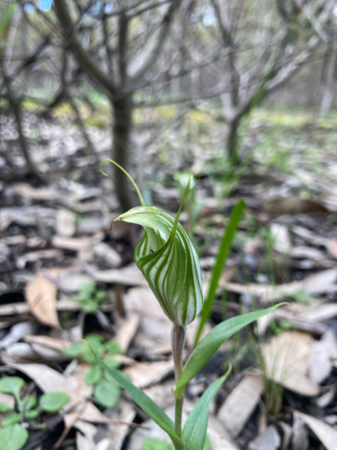 large striped greenhood