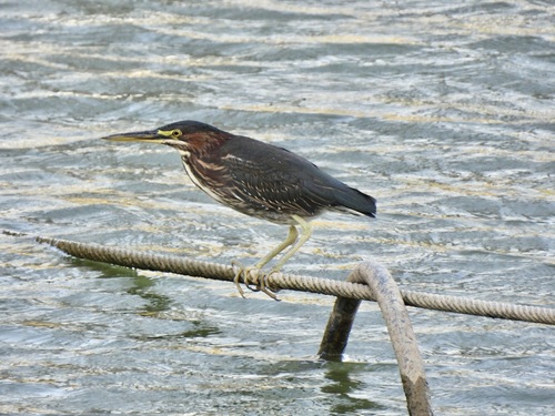 Green Heron observed by kathrynwells333