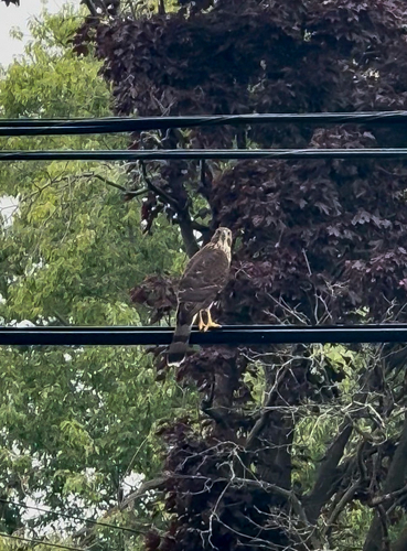 Cooper's Hawk observed by sarah_jm1