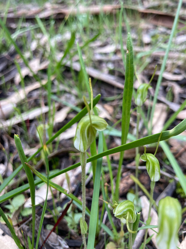 dwarf greenhood