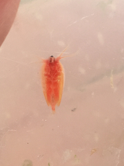 Cyzicus californicus