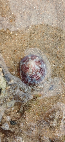 Agathistoma viridulum observed 2026-08-12